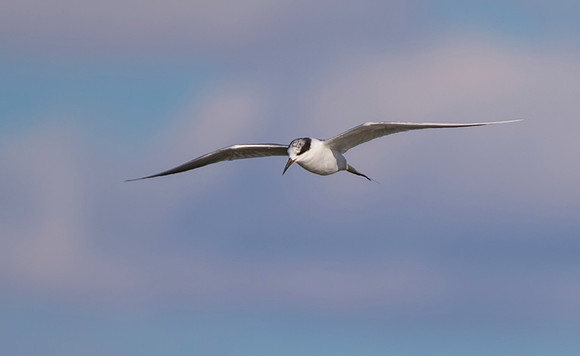 Common Tern 02