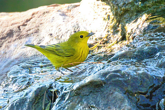 Yellow_Warbler_01