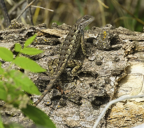 Texas Spiny Lizard 01