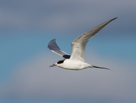 Common Tern 03