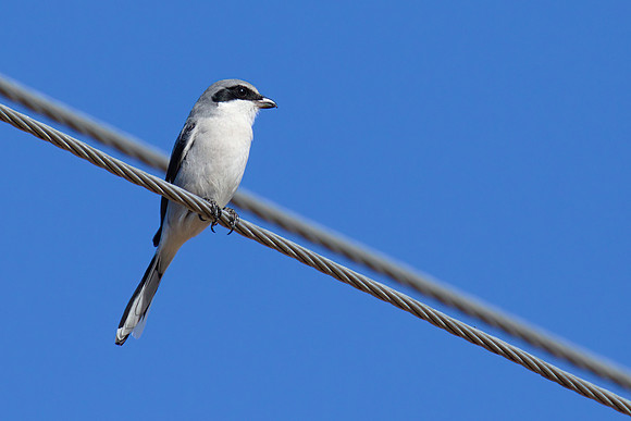 Shrike_01