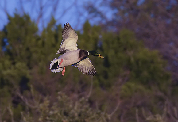 Mallard 01