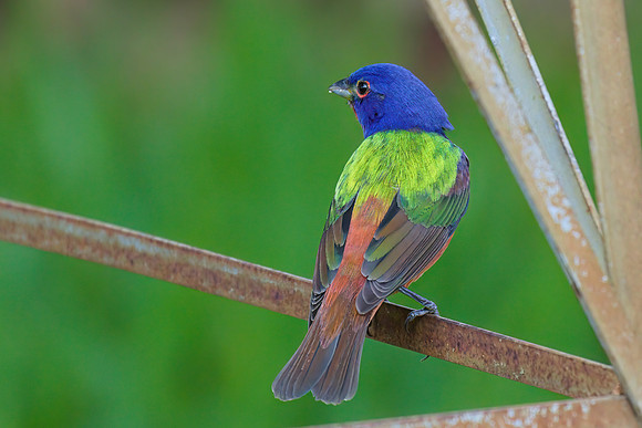 Painted Bunting 02