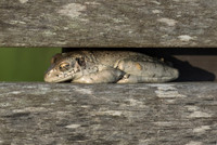 Cuban tree frog 01