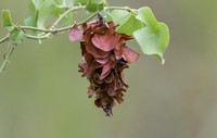 Bagworm Moth 02