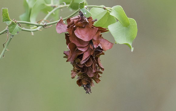 Bagworm Moth 02
