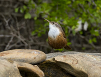 Canyon Wren 01