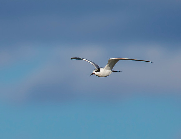 Common Tern 01