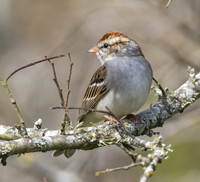 Chipping Sparrow 01