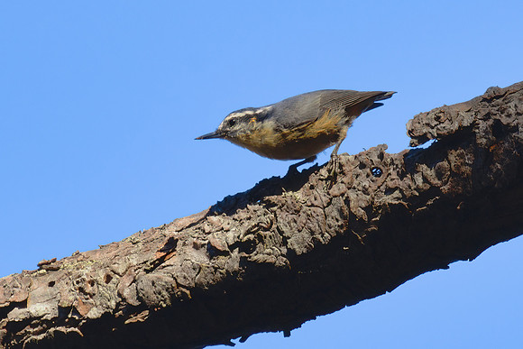 Red Breasted Nuthatch 01