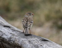 Field Sparrow 02