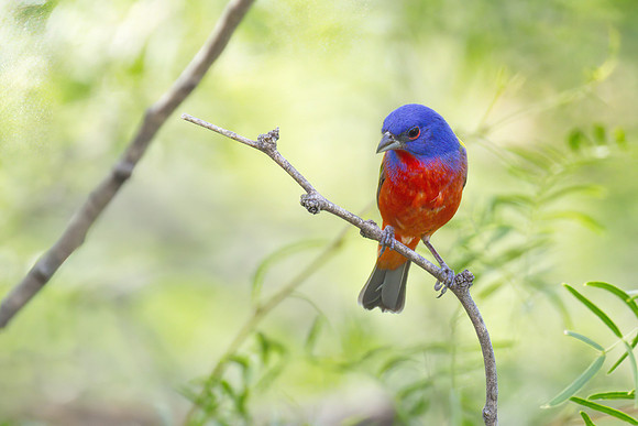 Painted_Bunting_03