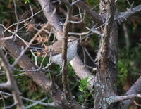 Bewicks Wren 02