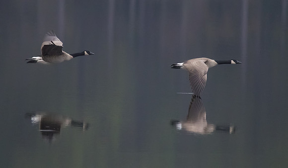 Canadian Geese 06
