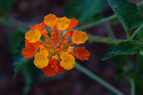 DSCF0061