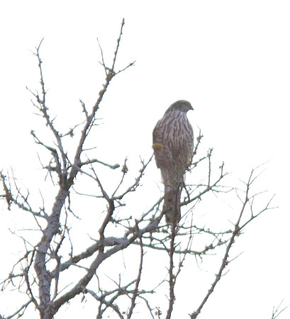 Immature Sharp Shinned Hawk 02