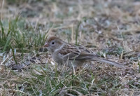Field Sparrow 03
