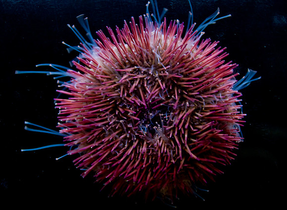 urchin