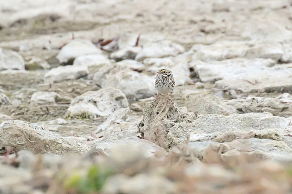 Savannah_Sparrow_02