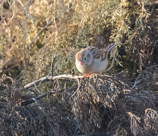 Field Sparrow 02