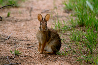 Fluffy Bunny