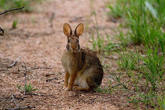 Fluffy Bunny