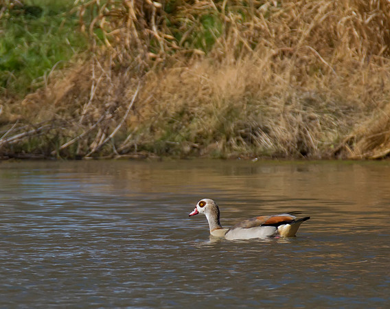 Egyptian Goose 01