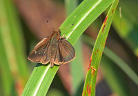 Dun Skipper 01