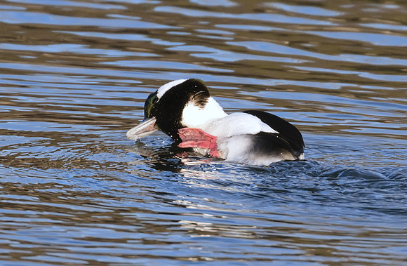 Bufflehead 05