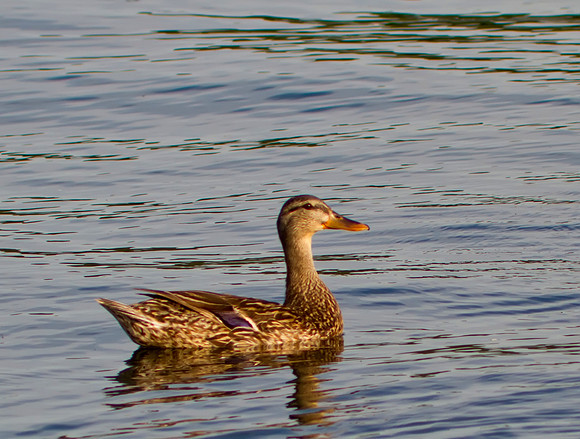 Mallard Female 02