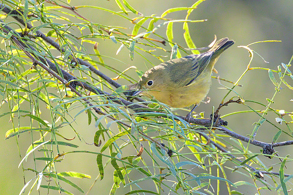 Nashville_Warbler_01