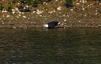Bald Eagle 11