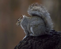 Squirrel 02