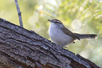 Bewicks_Wren_01