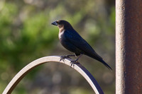 Cowbird_01