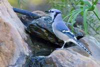 Bluejay_01