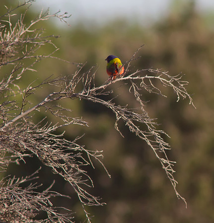 Painted Bunting 02