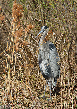 Great Blue Heron 01
