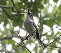 Blue Grey Gnatcatcher 03
