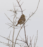 Savannah Sparrow 02