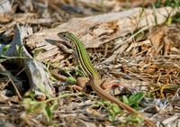 Texas Spotted Whiptail
