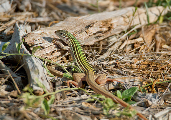 Texas Spotted Whiptail