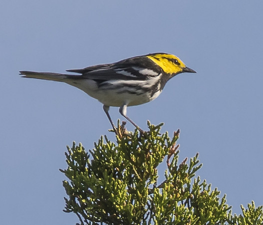 Golden Cheeked Warbler 03