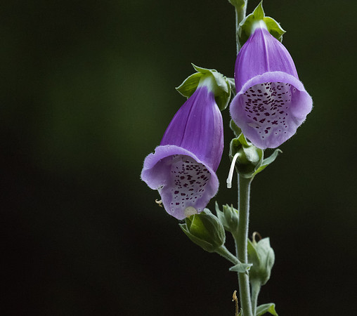 Foxglove 01