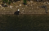 Bald Eagle 09