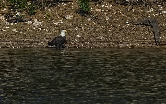 Bald Eagle 09