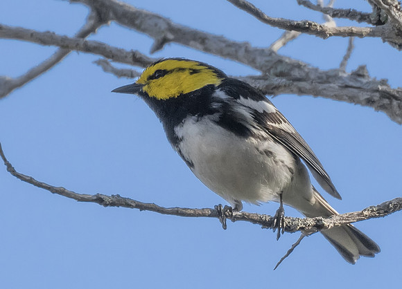 Golden Cheeked Warbler 01