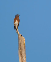 Blue Bird