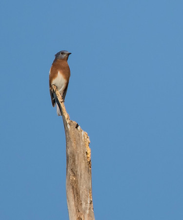 Blue Bird