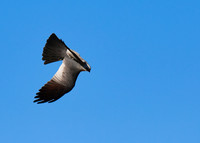 Mississippi_Kite_04